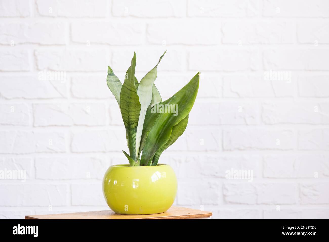Sansevieria Moonshine è un'utile pianta medicinale all'interno su parete di mattoni di white. Piante in vaso casa, arredamento verde casa, cura e coltivazione Foto Stock