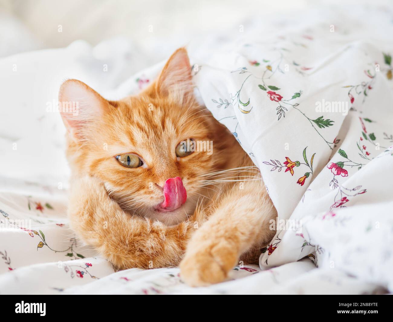 Carino gatto zenzero sdraiato a letto sotto la coperta. Un animale domestico morbido e divertente. Accogliente sfondo casa Foto Stock