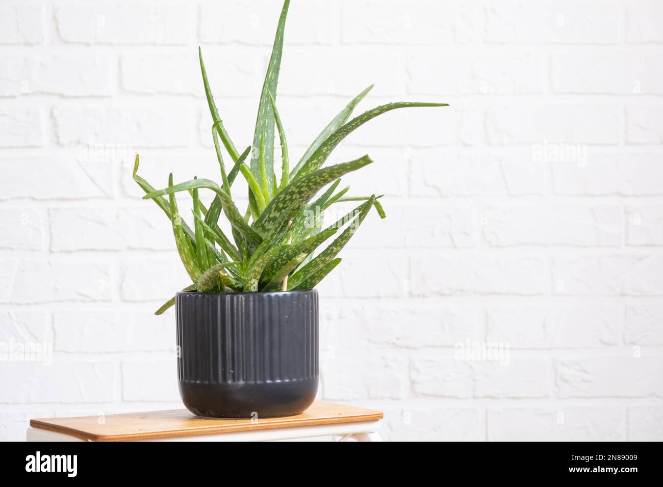 L'aloe vera è una pianta medicinale utile all'interno della parete di mattoni di whtite. Piante in vaso casa, arredamento verde casa, cura e coltivazione Foto Stock