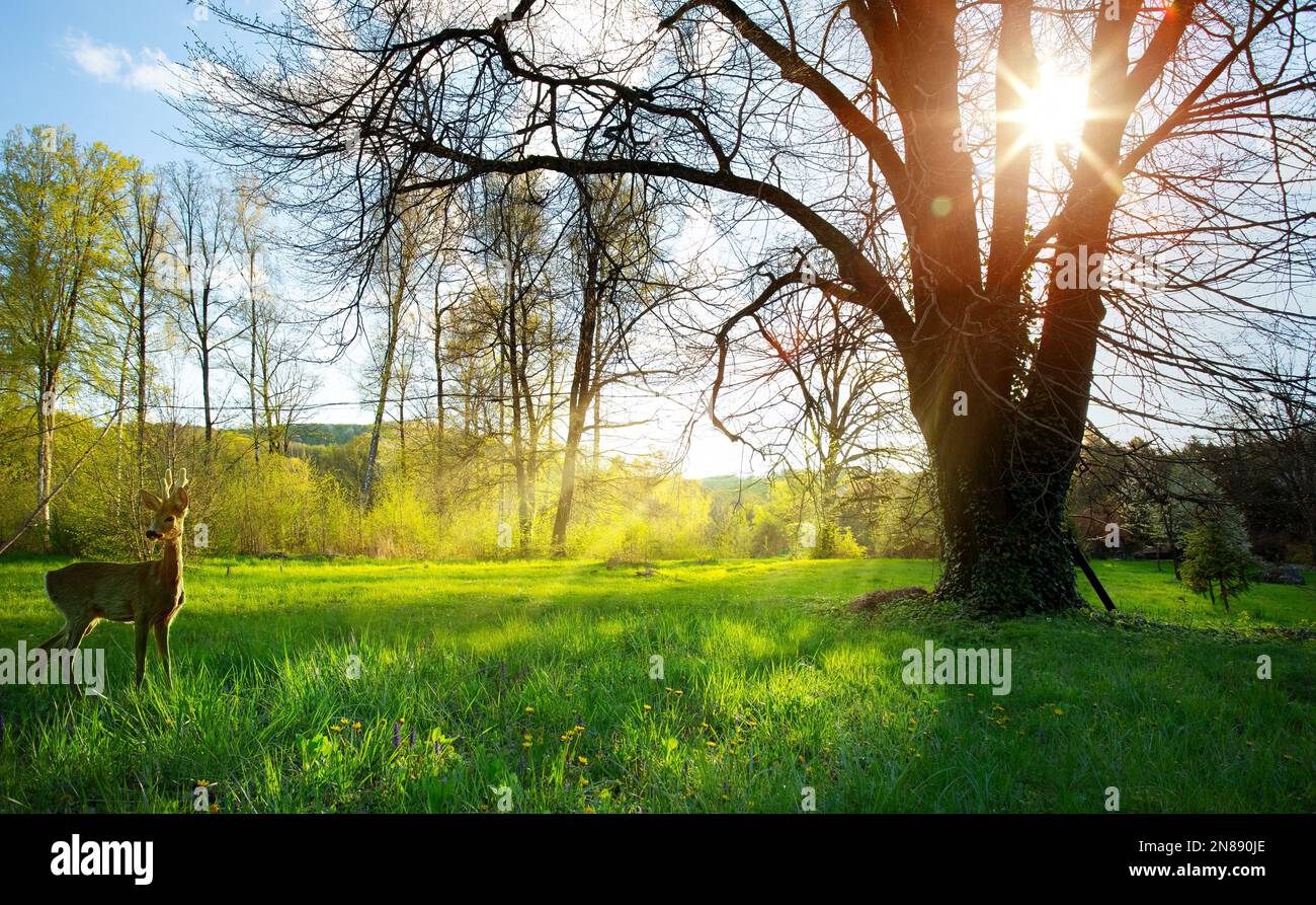 Abstract soleggiato bellissimo paesaggio primaverile foresta con vecchio albero su prato di primavera Foto Stock Abstract soleggiato bellissimo paesaggio primaverile foresta con vecchio albero su prato di primavera Foto Stock