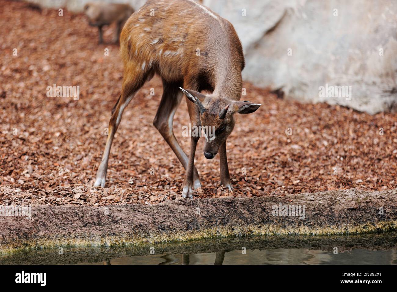 Bongos giovani orientali - Tragelaphus eurycerus - una foresta notturna erbivora ungulato con impressionante rosso-marrone mantello e Spiralled Horns. Foto Stock