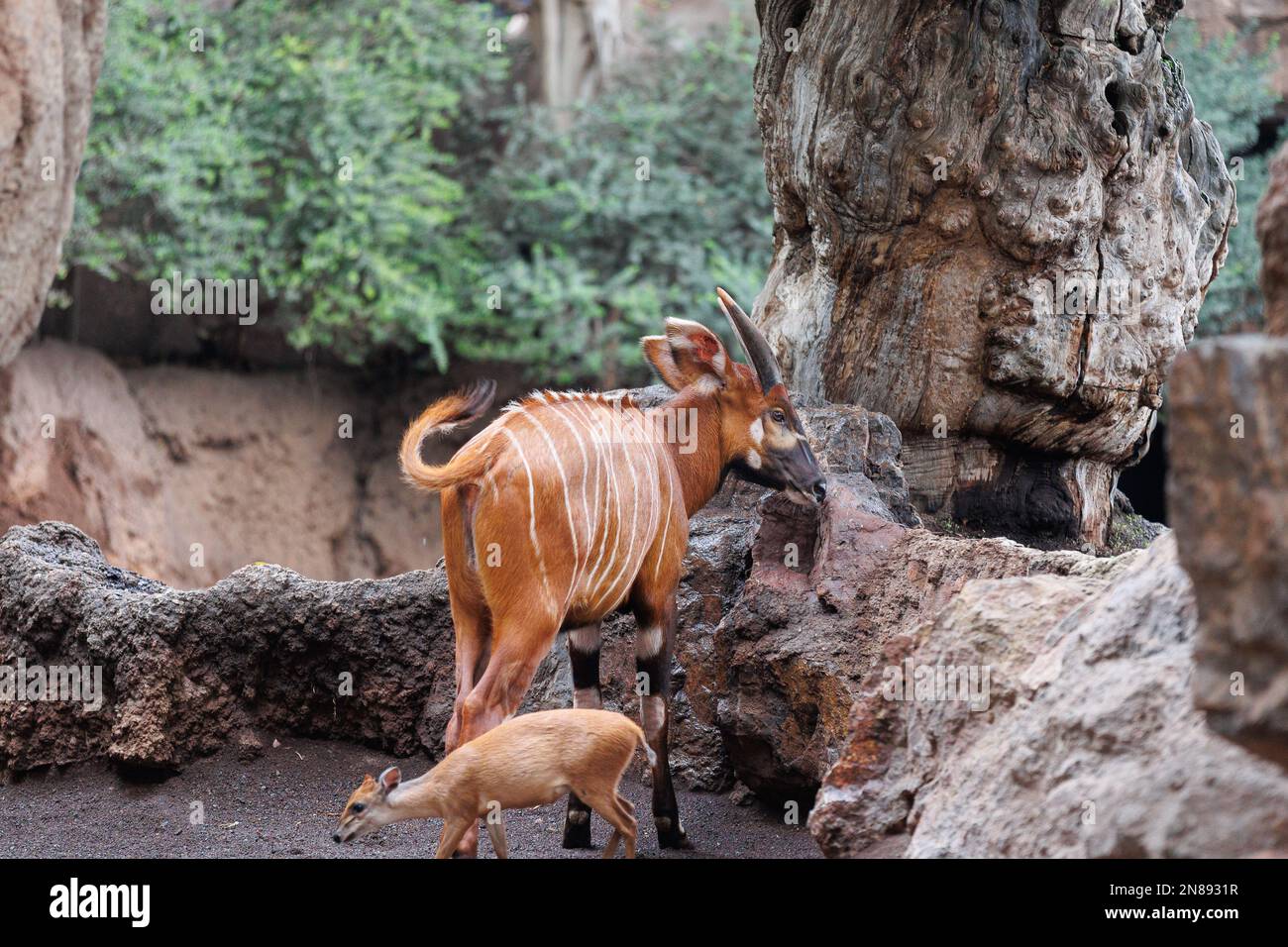 Il Bongo orientale - Tragelaphus eurycerus - una foresta notturna erbivora ungulato con impressionante stelo marrone-rossiccio e corni spiralati. Foto Stock