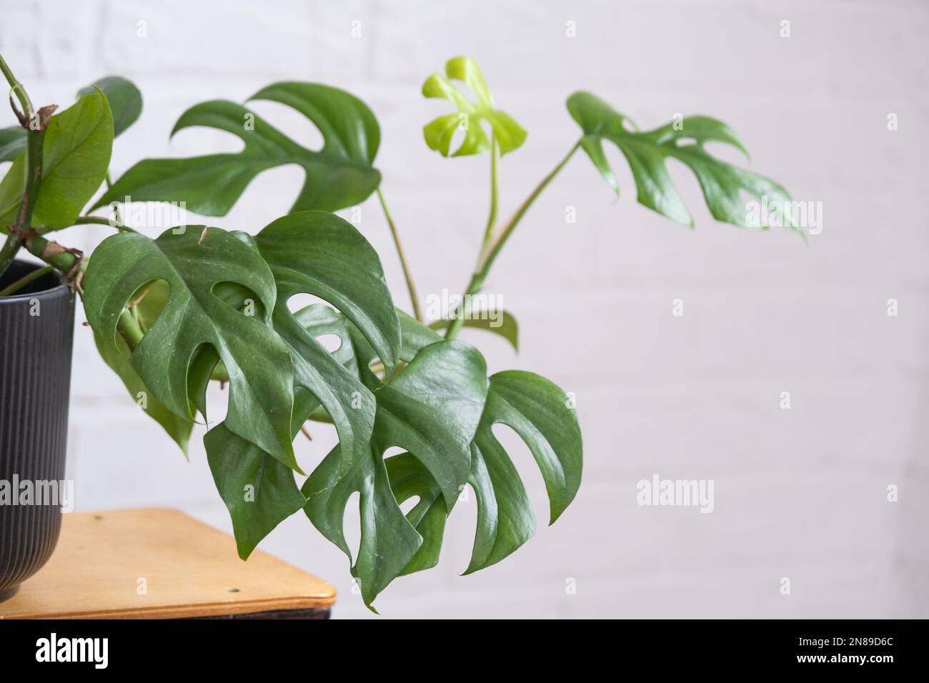 umbellata plant Medium Ficus Umbellata