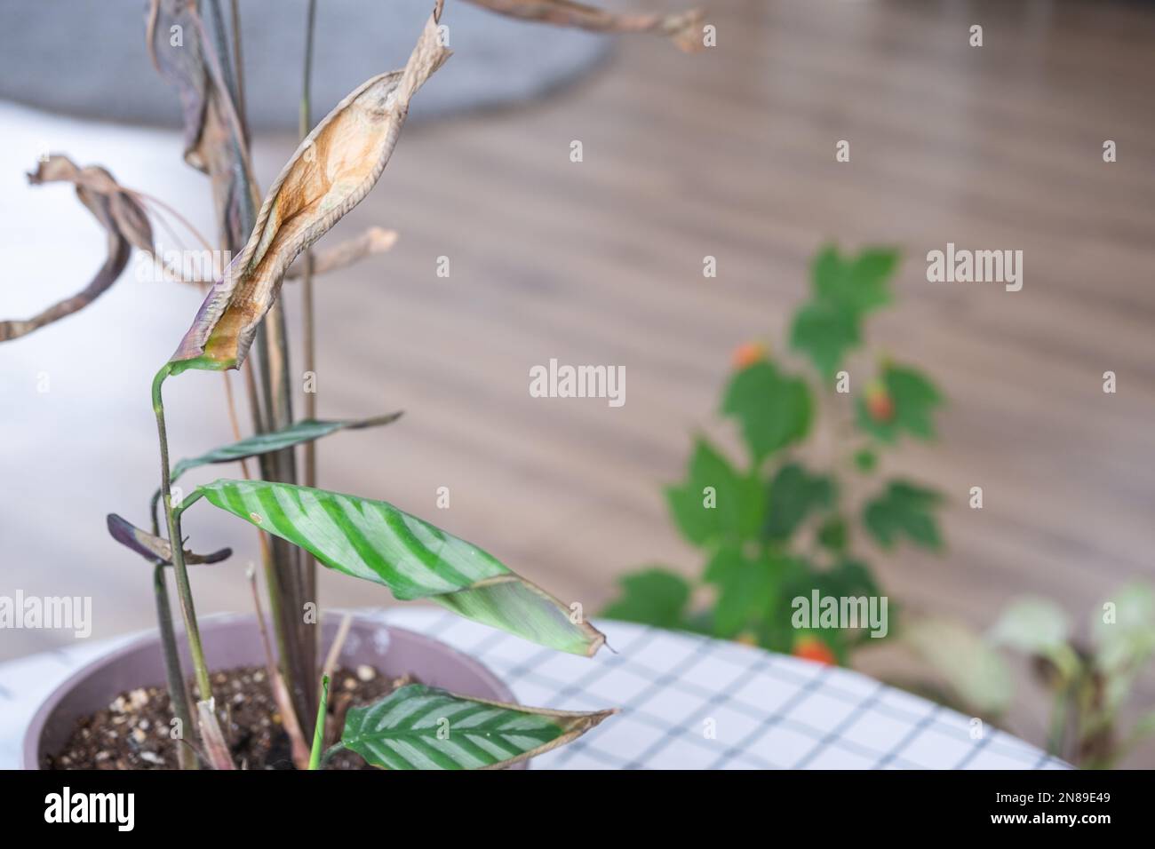 Problemi nella coltivazione di piante domestiche - Calathea foglie affette  da un acaro ragno, punte gialle e secche, il trabocco della pianta,  marciume Foto stock - Alamy