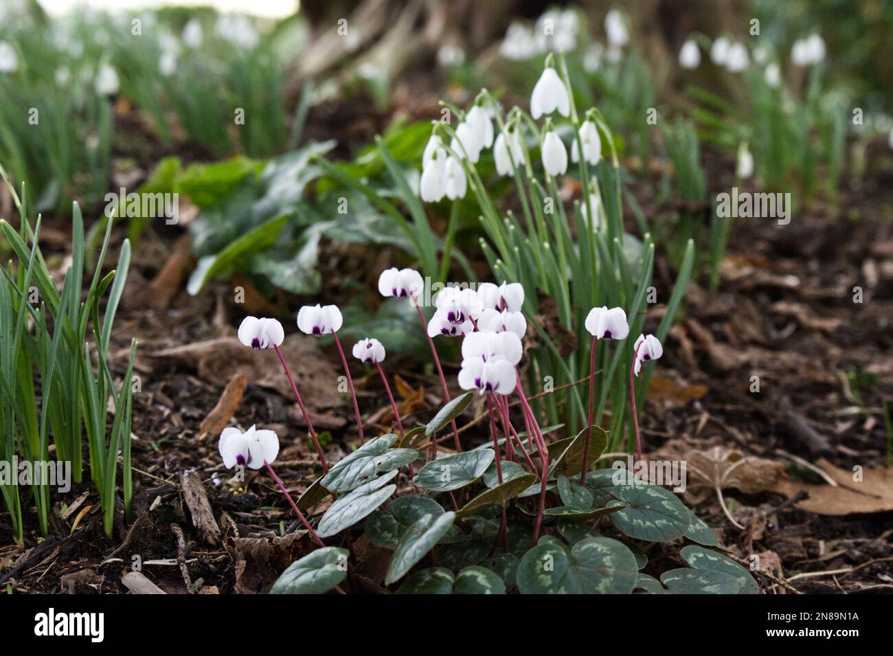 Ciclamino bianco fiore coum e nevicate, galanthus nivalis in un giardino di bosco invernale febbraio UK Foto Stock