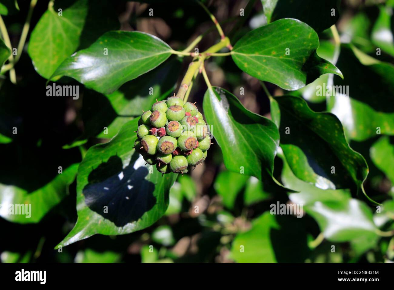 Ivy - Hedera Helix - foglie adulte e frutti di bosco non maturi. Leckwith, Cardiff. Data febbraio 2023. inverno. Foto Stock