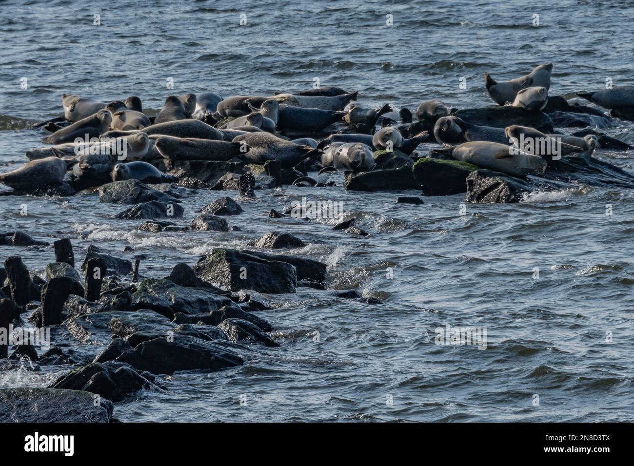 Le guarnizioni sono qui! , Sandy Hook New Jersey USA, Middletown Township, New Jersey Foto Stock