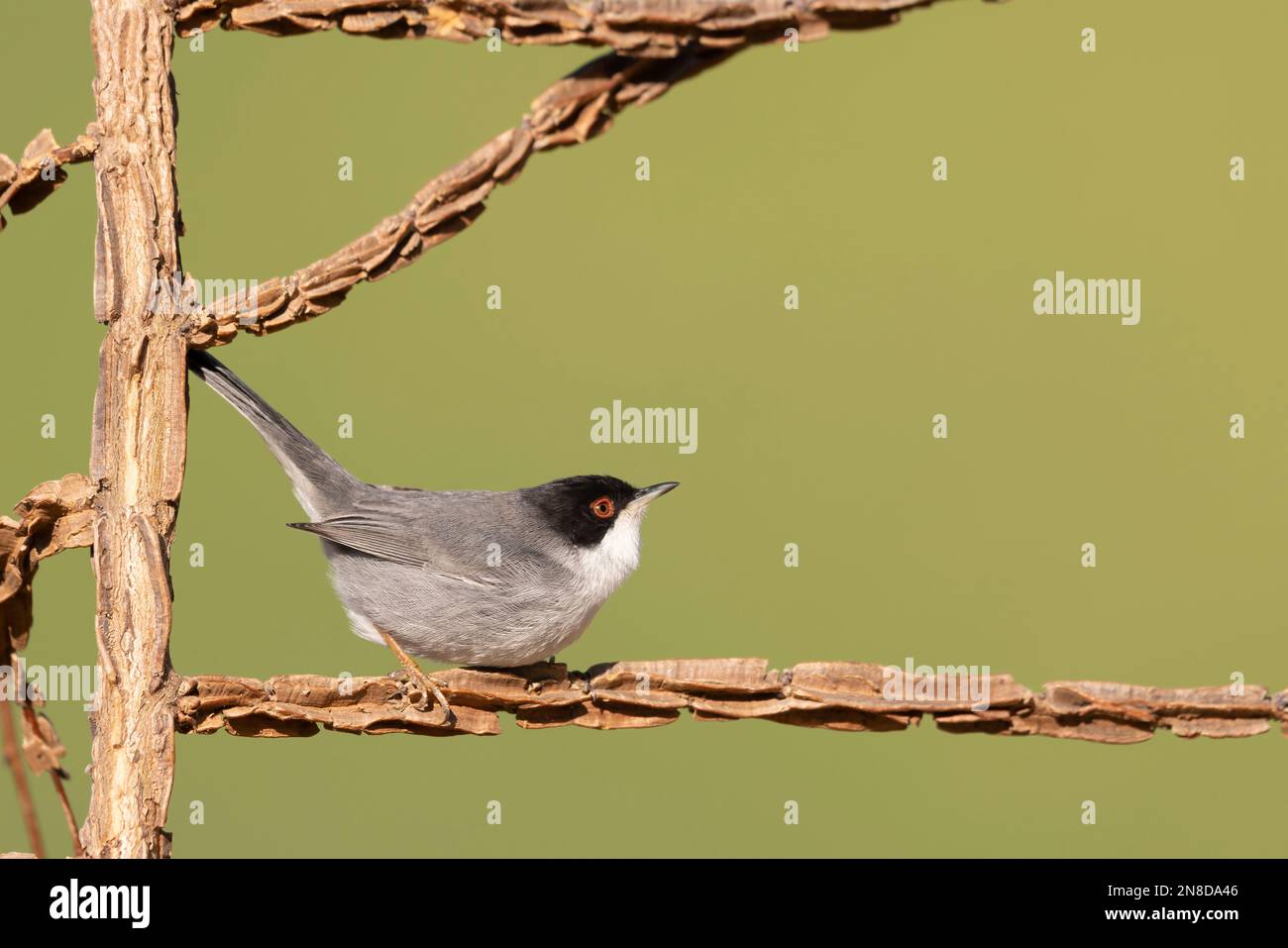 Guerriero sardo maschio (Sylvia melanocephala). Foto Stock