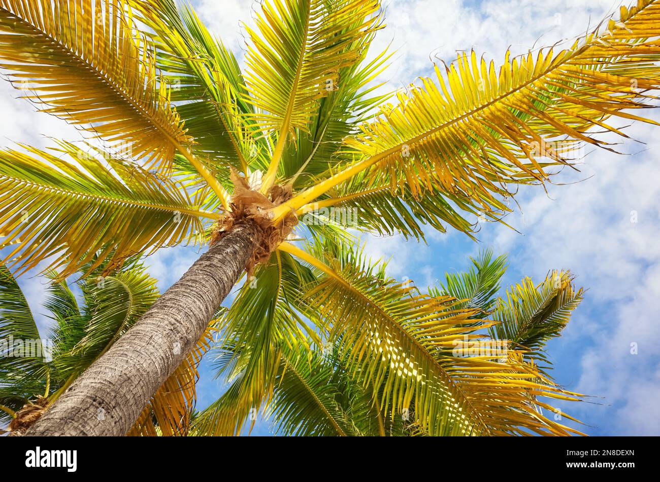 Palme da cocco contro il cielo, sfondo delle vacanze estive. Foto Stock