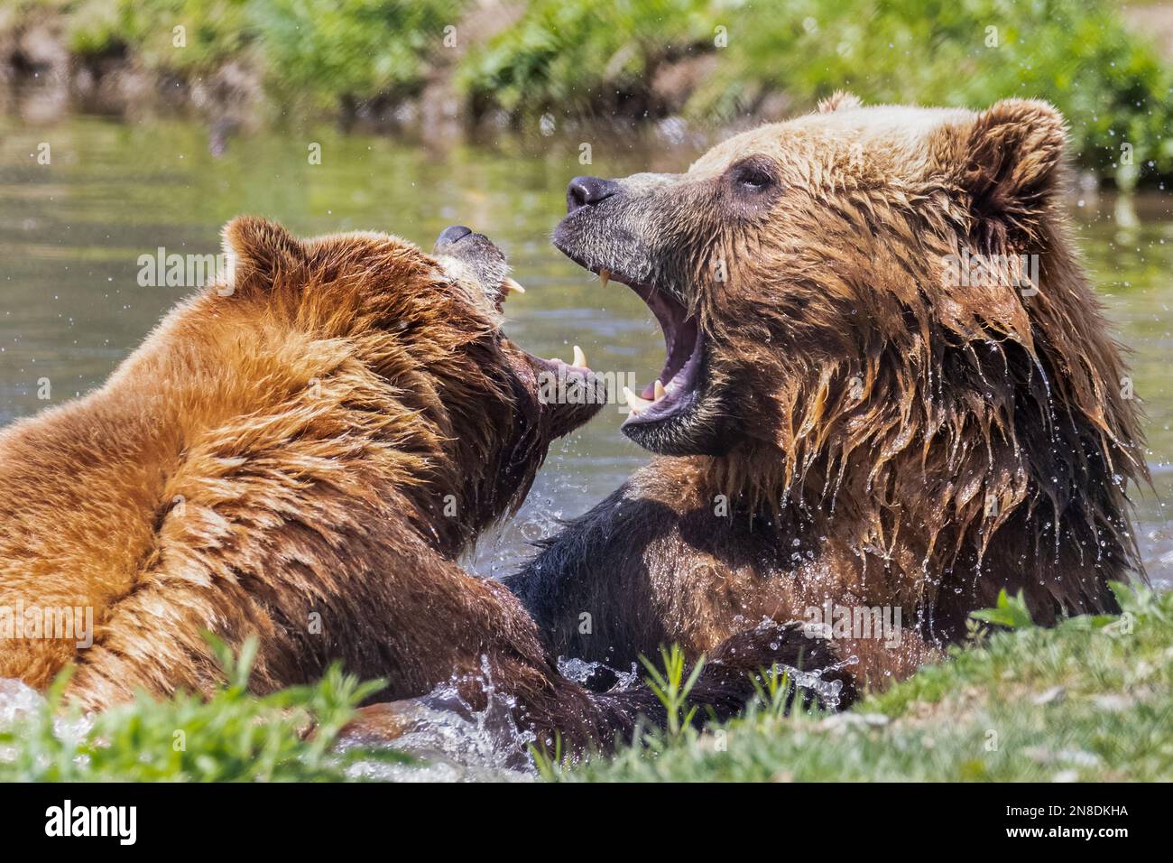 Due orsi kodiak che combattono nello stagno Foto Stock