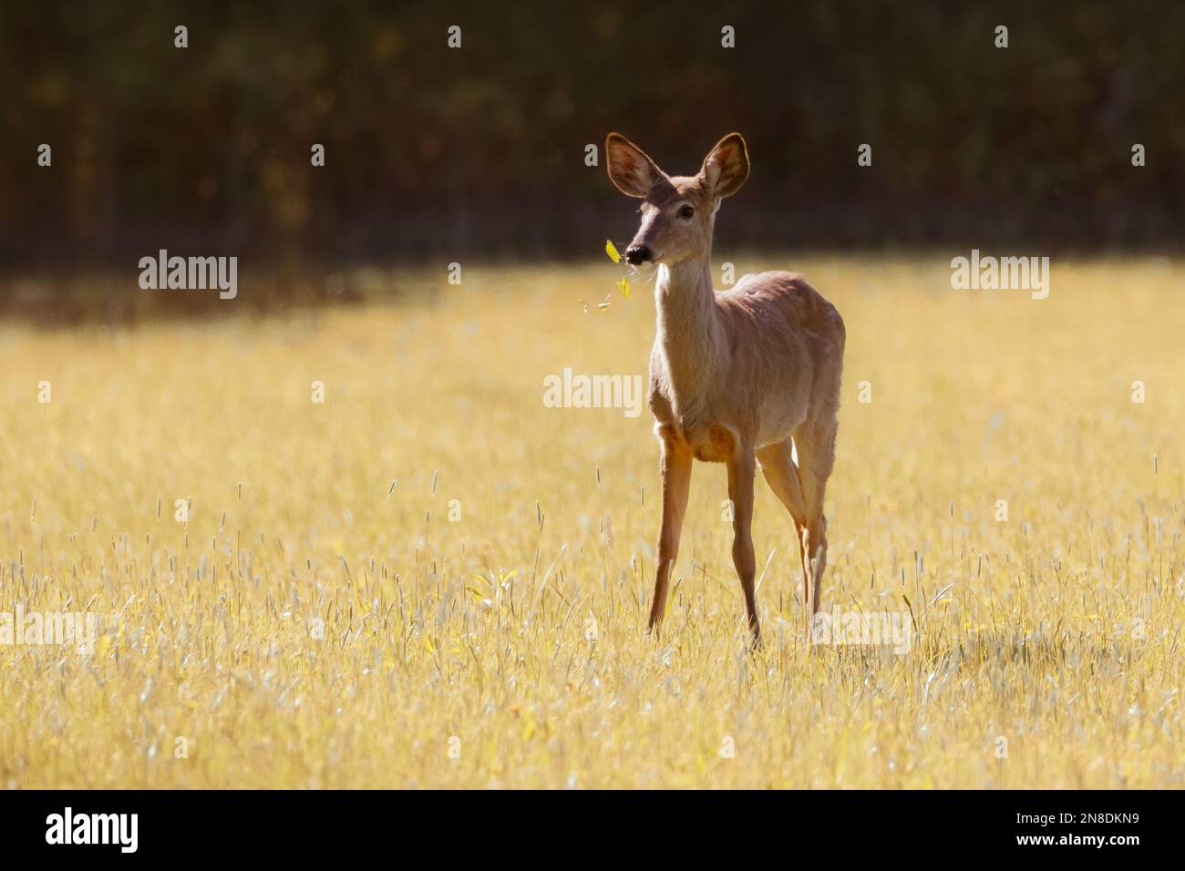 Giovani cervi dalla coda bianca che si nutrono in campo d'erba la mattina presto Foto Stock