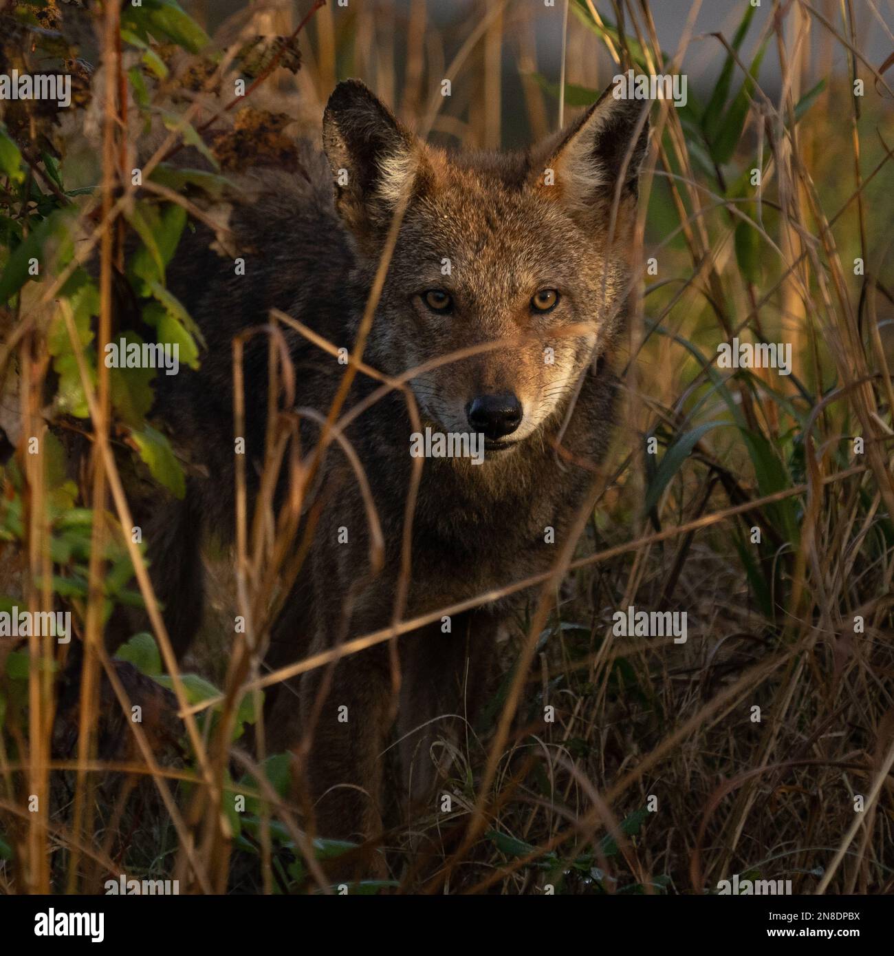 Ritratto di un lupo rosso giovanile in via di estinzione, Canis rufus che sbirciava attraverso alte erbe Foto Stock
