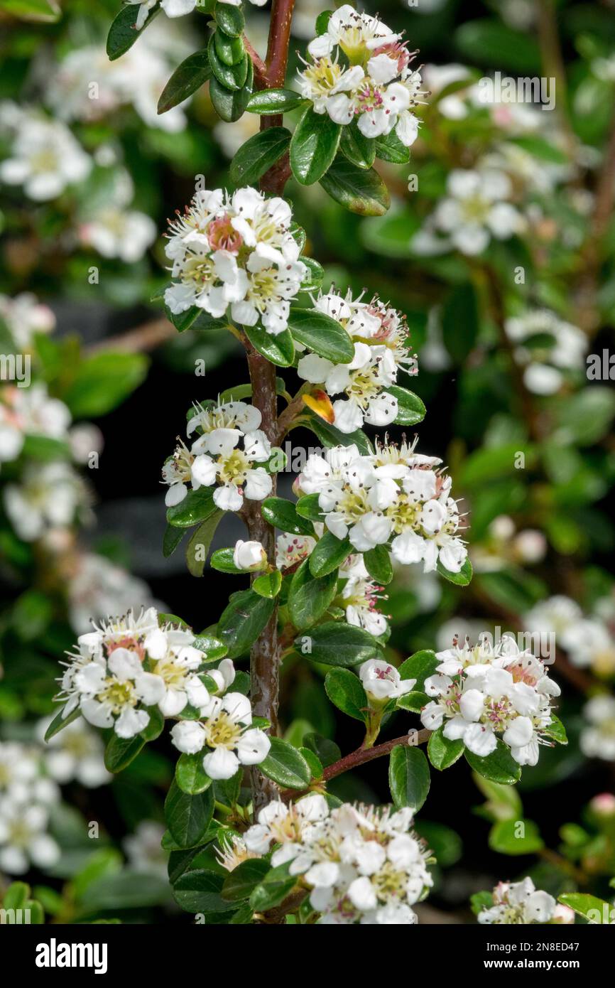 Cotoneaster x suecicus 'Coral Beauty', Cotoneaster svedese, fiori, fioritura, bianco, Fiorisce Foto Stock