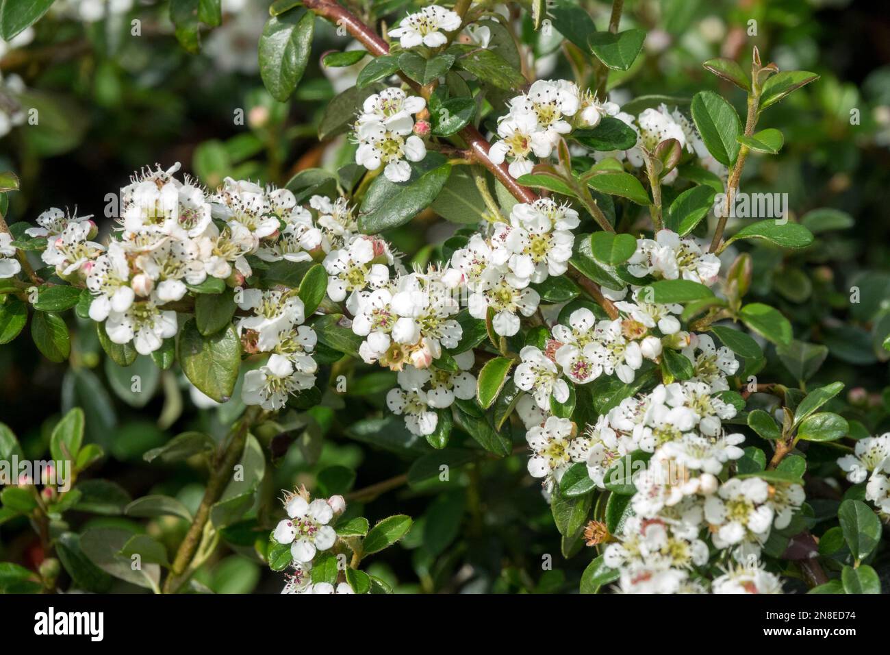 Cotoneaster x suecicus 'Coral Beauty', Cotoneaster svedese, fiori, fioritura, bianco, Fiorisce Foto Stock