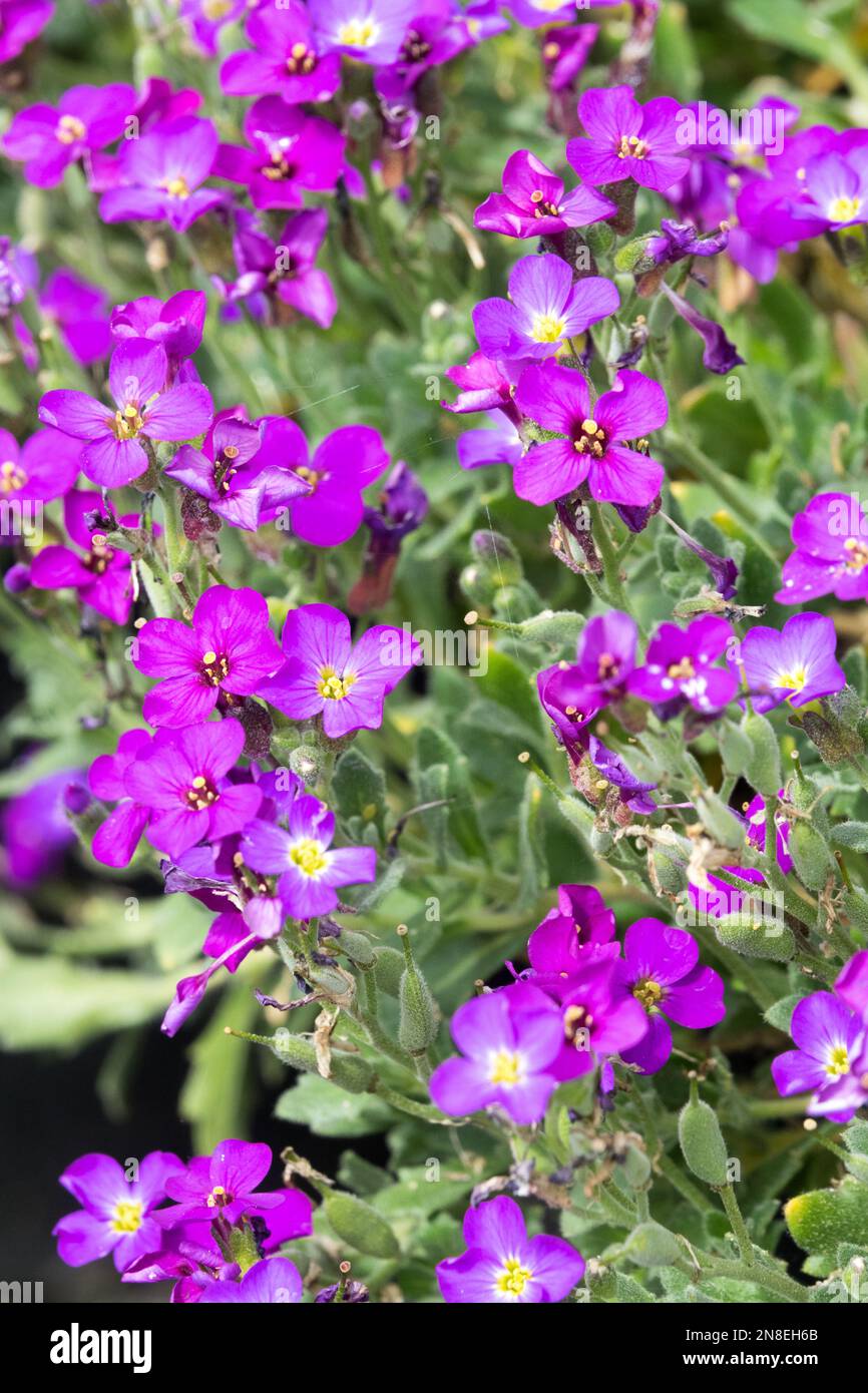 Aubrieta 'Downers', Rock Cress, Aubrieta canescens, Aubrieta deltoidea, Viola, Fiori Foto Stock