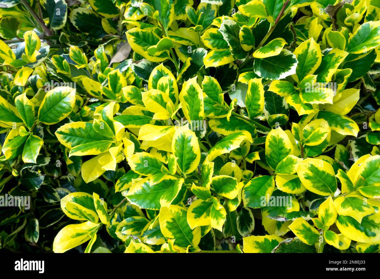 Altaclara Holly, Ilex altaclarensis 'Golden 'King', Holly Ilex, variegata, foglie, giallo, Arbusto, Ilex 'Golden King', Evergreen, pianta Foto Stock
