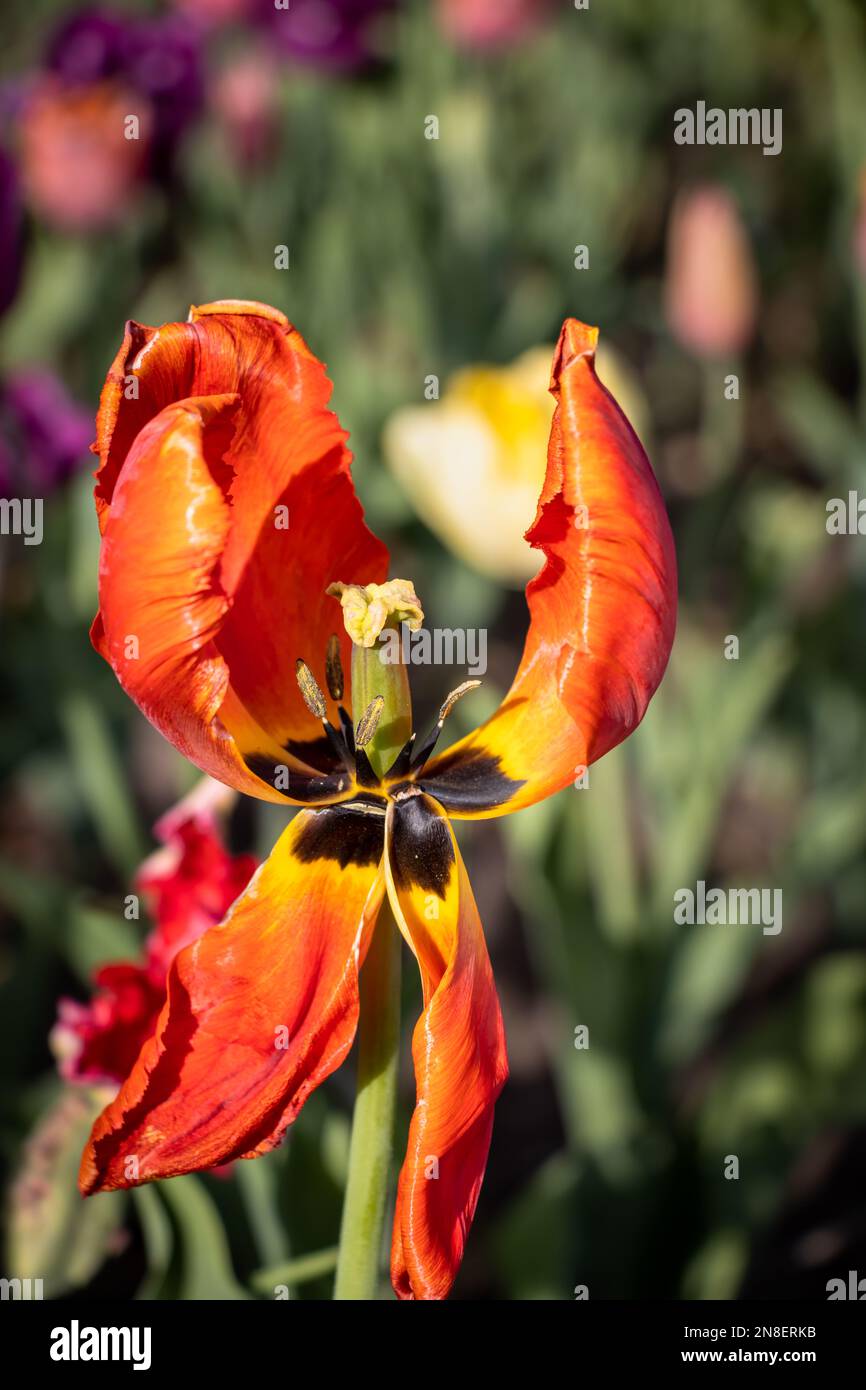 Tulipano arancione quasi abbronzato su uno sfondo sfocato. Foto scattata durante il festival dei tulipani di Ottawa. Foto Stock