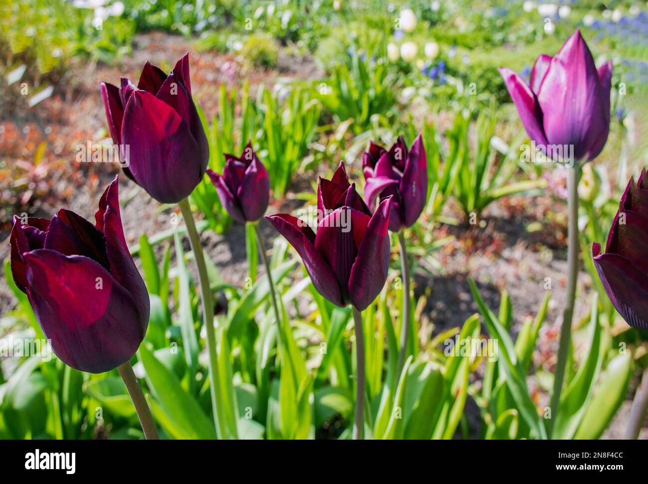 Awe tulipani viola nel mese di aprile a Potsdam - un giardino accanto alla casa di Karl Förster, un famoso paesaggista tedesco del passato Foto Stock