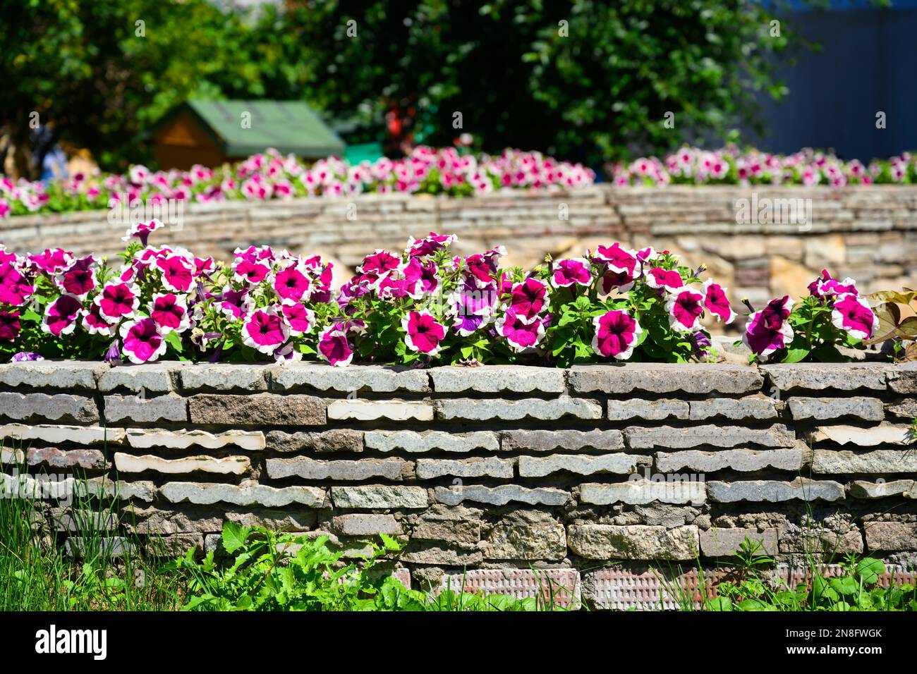 Progettazione paesaggistica di casa giardino, paesaggistica con fiori e pareti di sostegno in pietra nel cortile casa in estate. Bella pianta fiorita e rifinita Foto Stock
