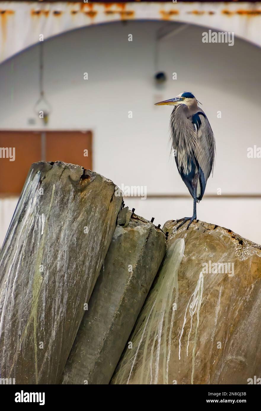 Un grande airone blu (Ardea herodias) si appea su un palazzamento di cemento, 29 gennaio 2023, a Bayou la Batre, Alabama. Foto Stock