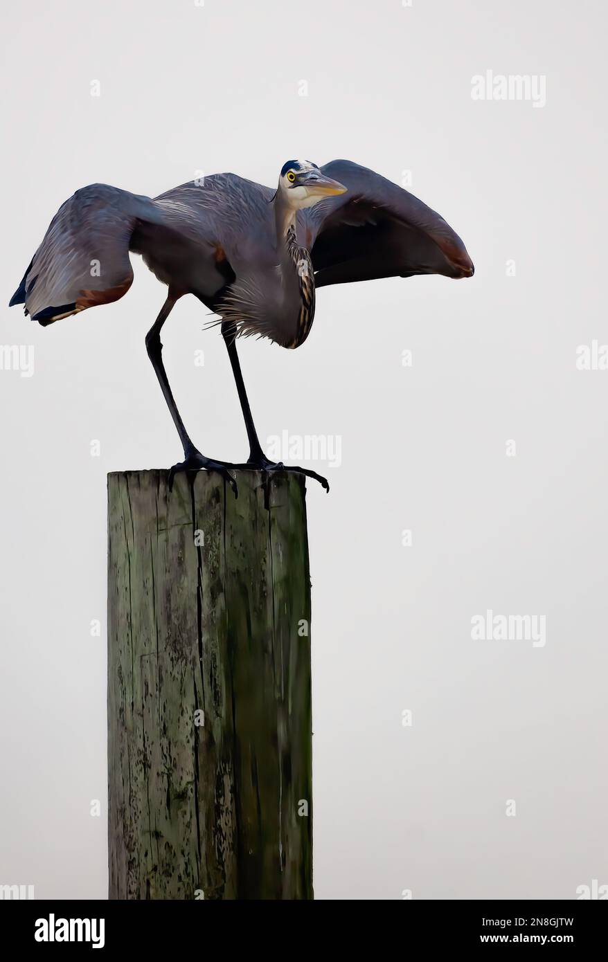 Un grande airone blu (Ardea herodias) si prepara a volare, 29 gennaio 2023, a Bayou la Batre, Alabama. Foto Stock