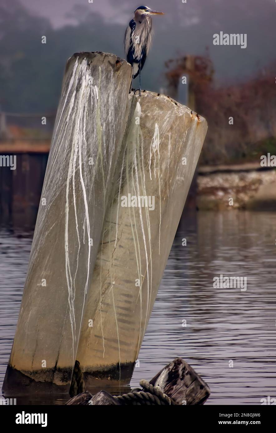 Un grande airone blu (Ardea herodias) si appea su un palazzamento di cemento, 29 gennaio 2023, a Bayou la Batre, Alabama. Foto Stock