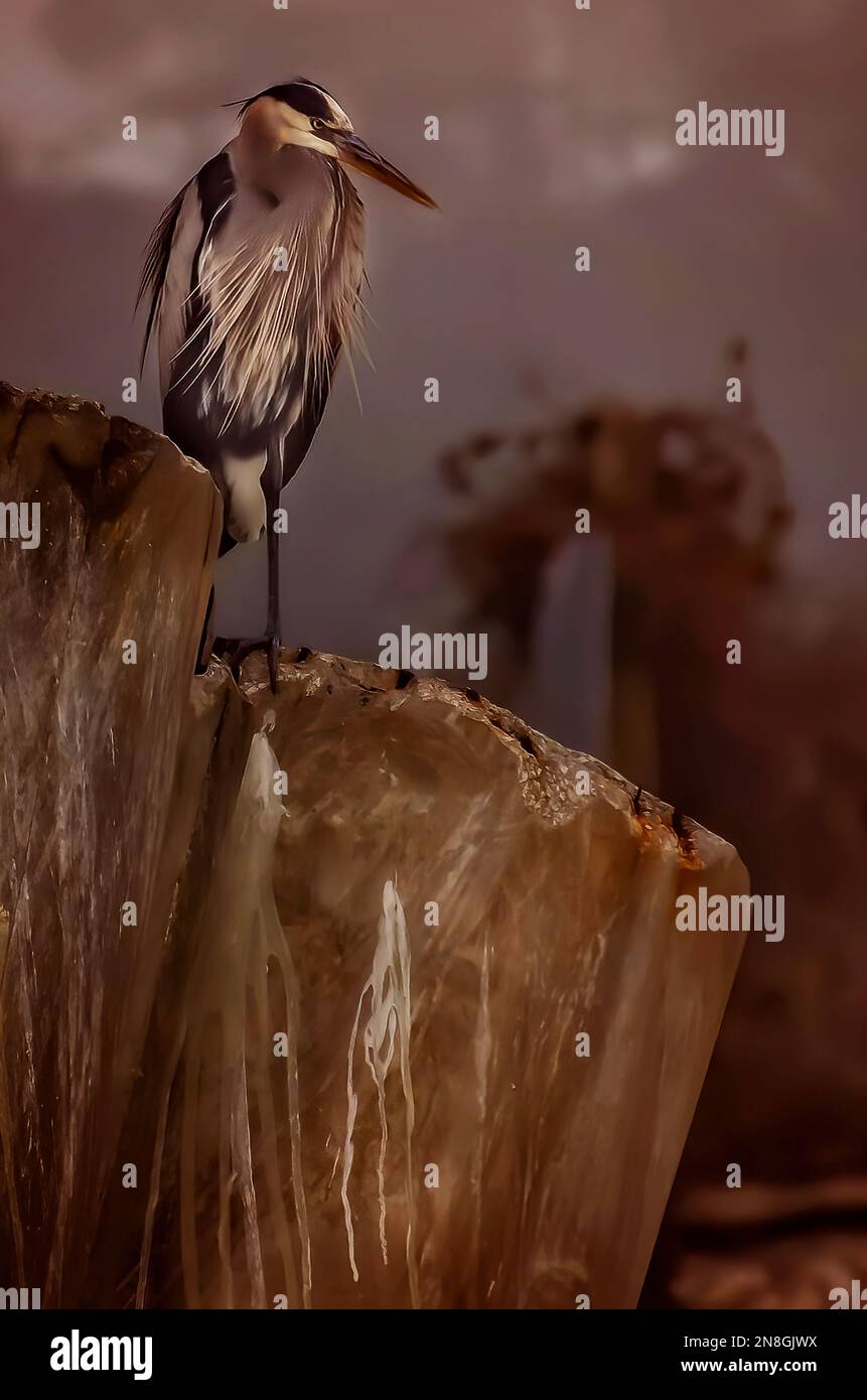 Un grande airone blu (Ardea herodias) si appea su un palazzamento di cemento, 29 gennaio 2023, a Bayou la Batre, Alabama. Foto Stock