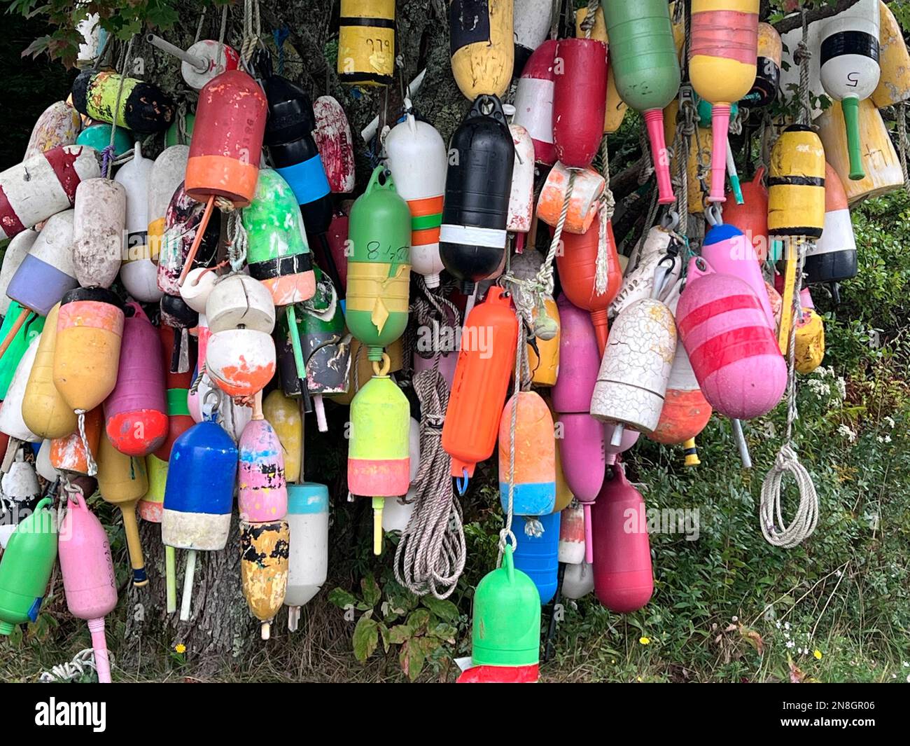 Colorate aragoste trappola boe appese su un albero sulla costa del Maine, USA Foto Stock