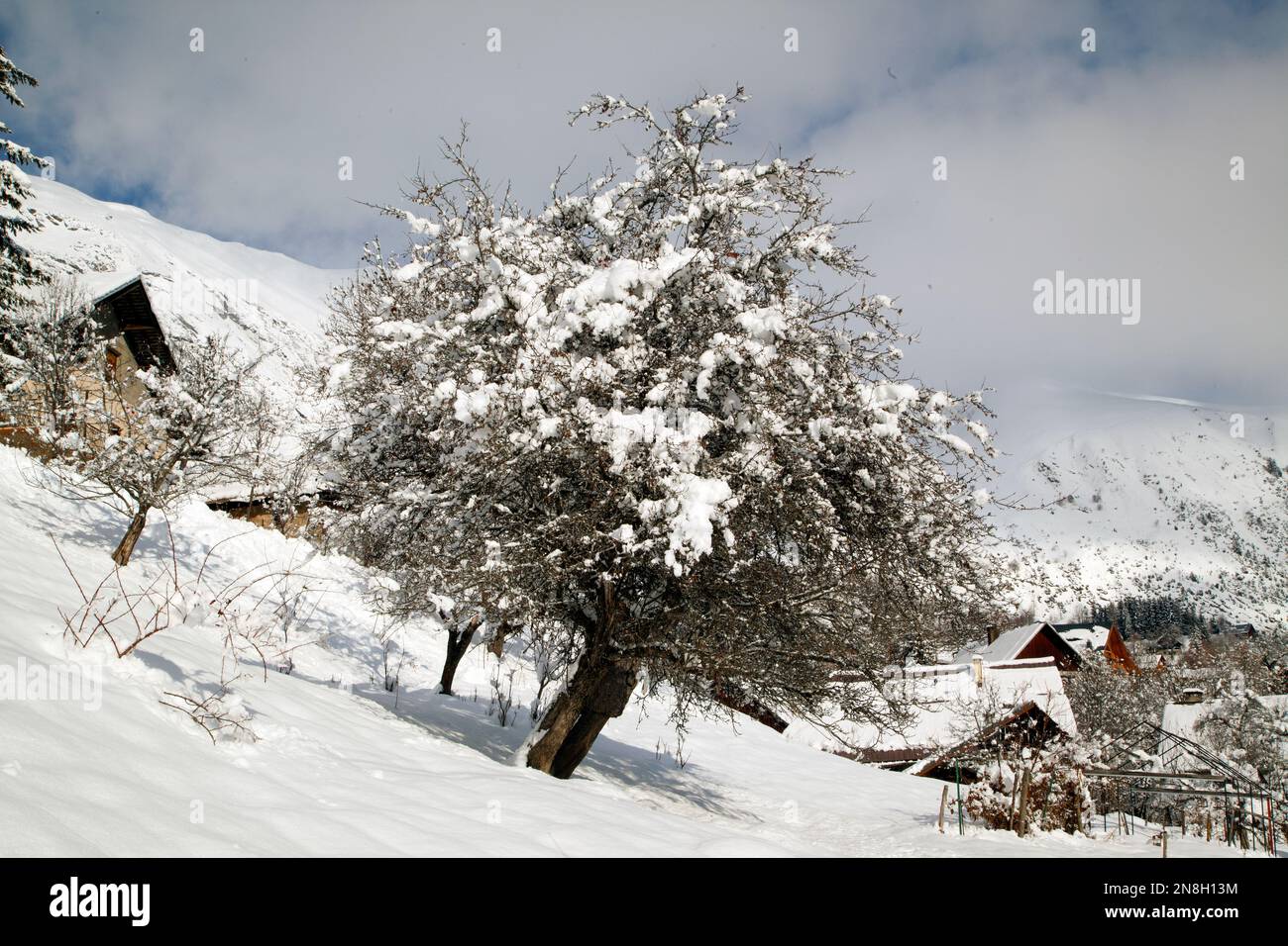 Albero pendente innevato in inverno a Jarrier con un sacco di neve, Maurienne, Savoia, Francia, Europ Foto Stock