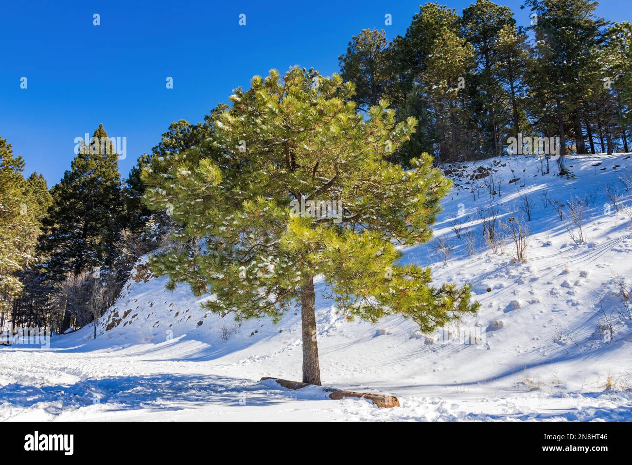 Ammira la bellezza serena del sentiero innevato OSHA nel New Mexico, catturato da una vista mozzafiato Foto Stock