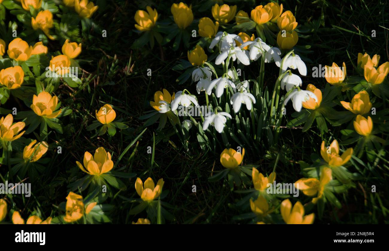 Galanthus flore pleno e aconiti Foto Stock