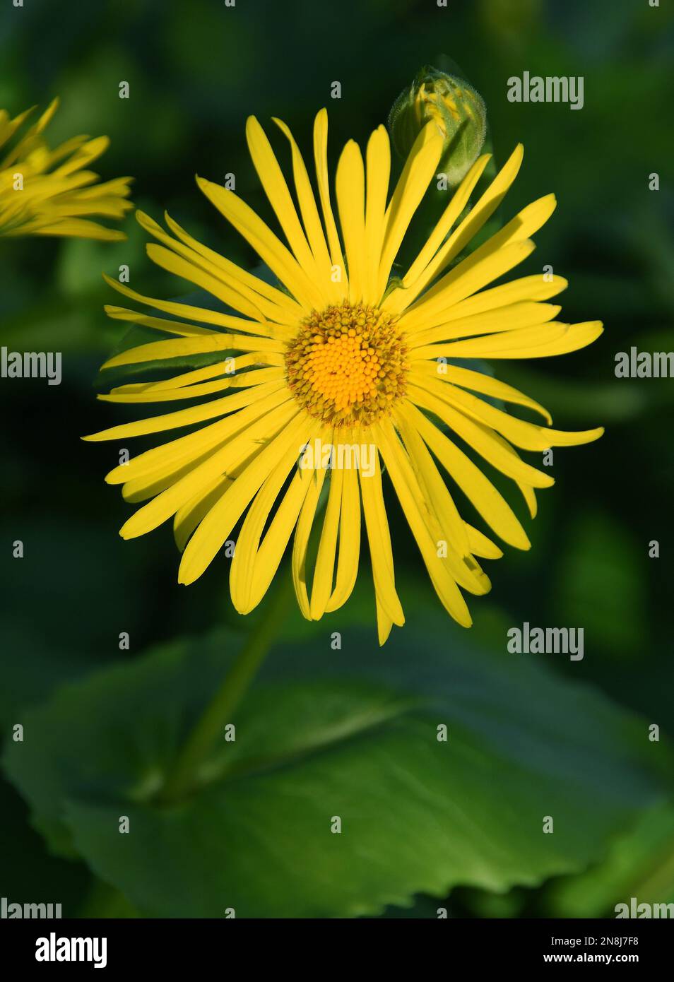 Doronicum orientale. Perenne rizomatosa a lenta diffusione con foglie basali leggermente scalfite con basi a forma di cuore e alcune foglie di gambo. Produrre Foto Stock