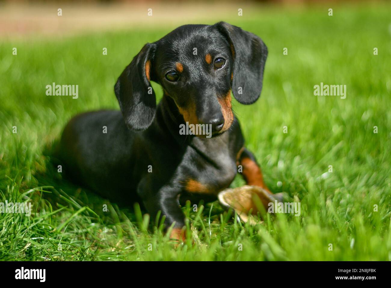 Carino nero capelli corti in miniatura Dachshund Foto Stock