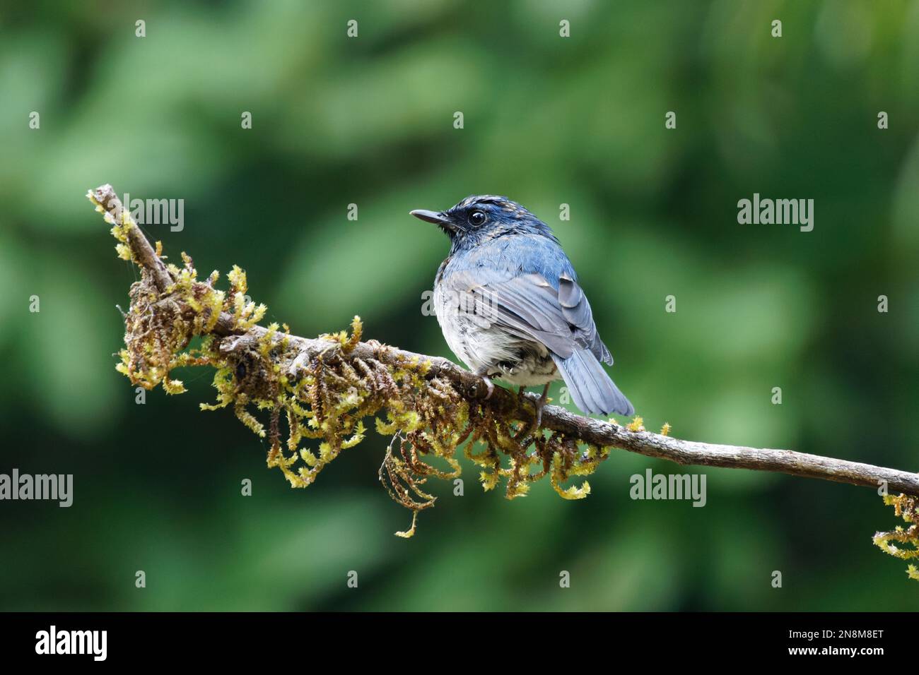 Femmina flycatcher blu dalle ventose bianche appollaiate su un ramo dell'albero in un habitat naturale, primo piano di un bellissimo birdwatching birdwatching Foto Stock