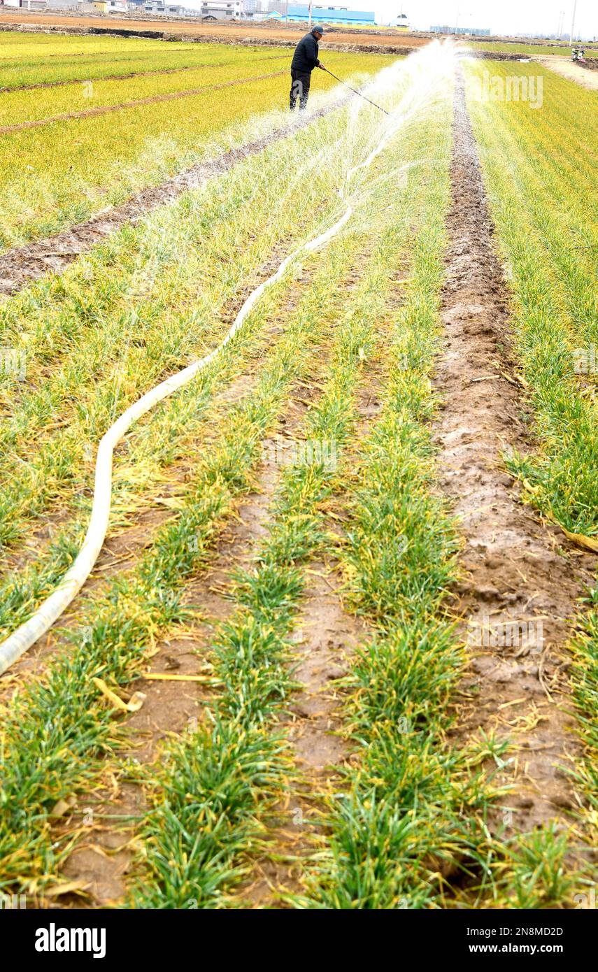 ZAOZHUANG, CINA - 11 FEBBRAIO 2023 - Un agricoltore irrigua il grano a Zaozhuang, provincia di Shandong della Cina orientale, 11 febbraio 2023. Foto Stock