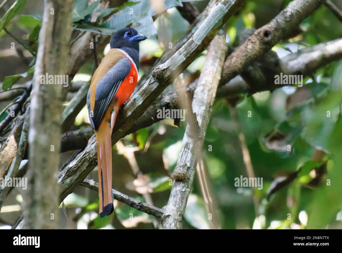 Malabar Trogon che si arrocca su un ramo d'albero Foto Stock