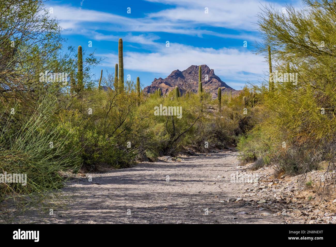 Pinkley Peak, Red Tanks Trail, Organ Pipe Cactus National Monument, Arizona. Foto Stock