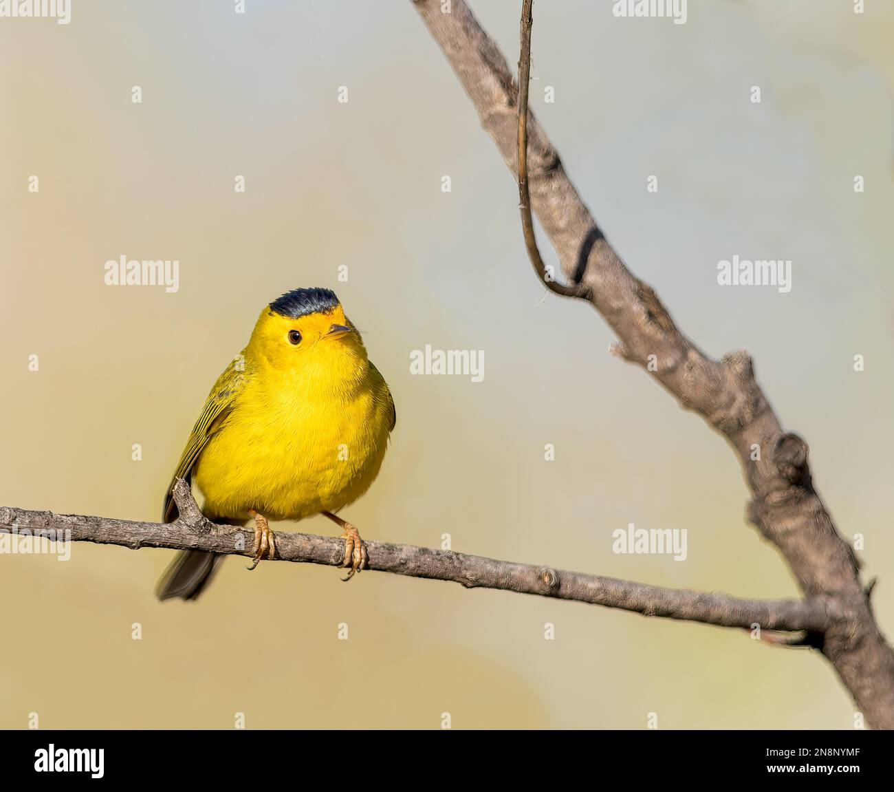 Un Wilson's Warbler è aperto alla luce del sole della sera. Foto Stock