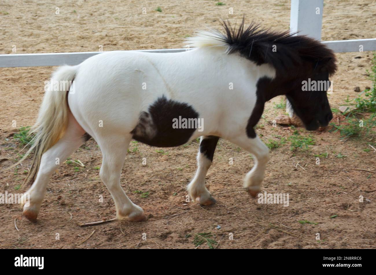 Pony per animali domestici Immagini Vettoriali Stock - Alamy