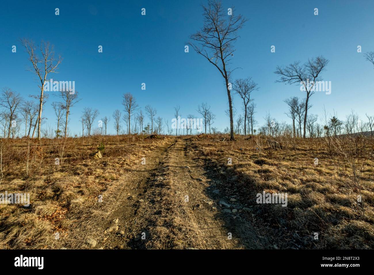 Un taglio chiaro di terra di foresta in Massachusetts Foto Stock