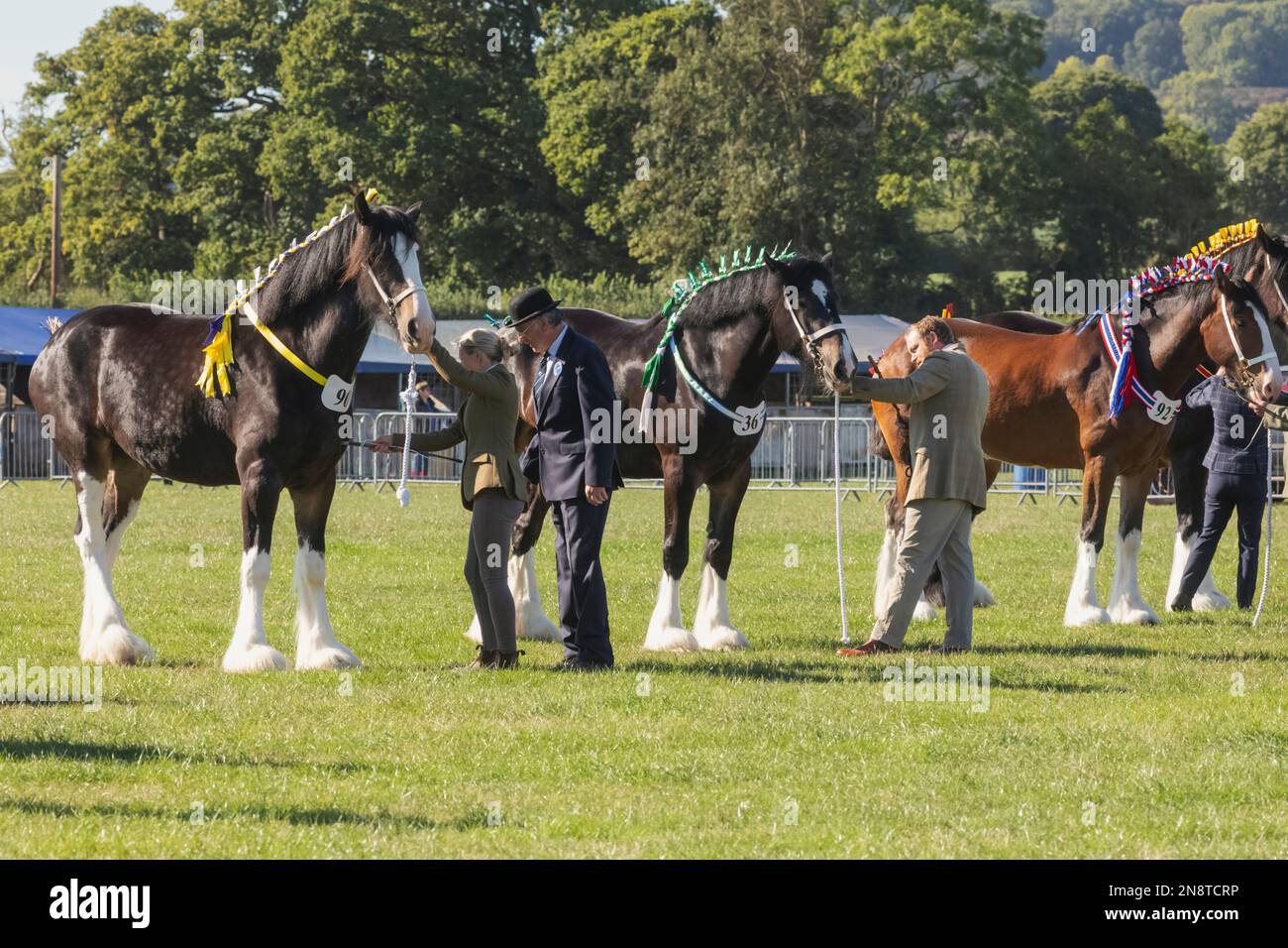 Inghilterra, Dorset, Shaftesbury, l'annuale Wessex Heavy Horse Show and Country Fair, Heavy Horse Judging Foto Stock
