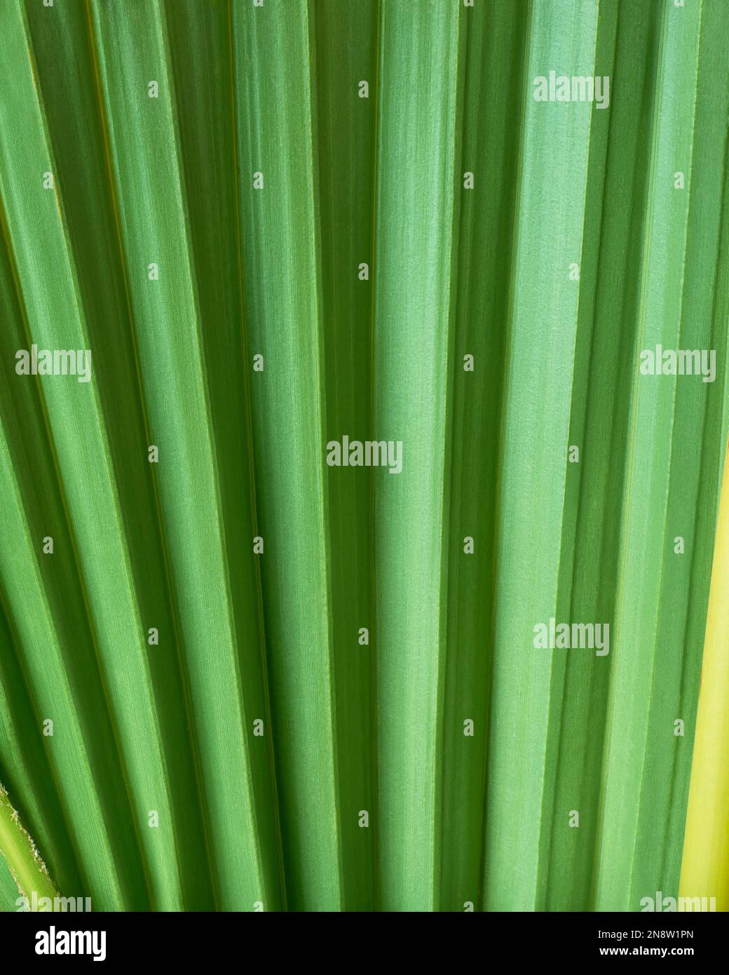 primo piano di sfondo verde foglia di palma, naturale struttura astratta modello di fogliame, verde natura vegetale, ecologia, fresco concetto di carta da parati Foto Stock