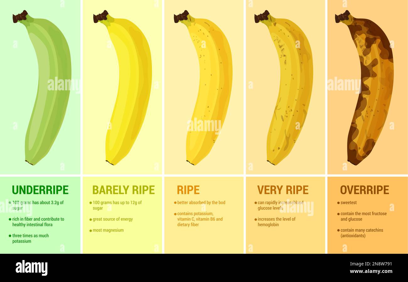 Set piatto a banana con composizioni infografiche di didascalie testuali e immagini che mostrano i livelli di maturazione dell'illustrazione del vettore frutticolo Illustrazione Vettoriale