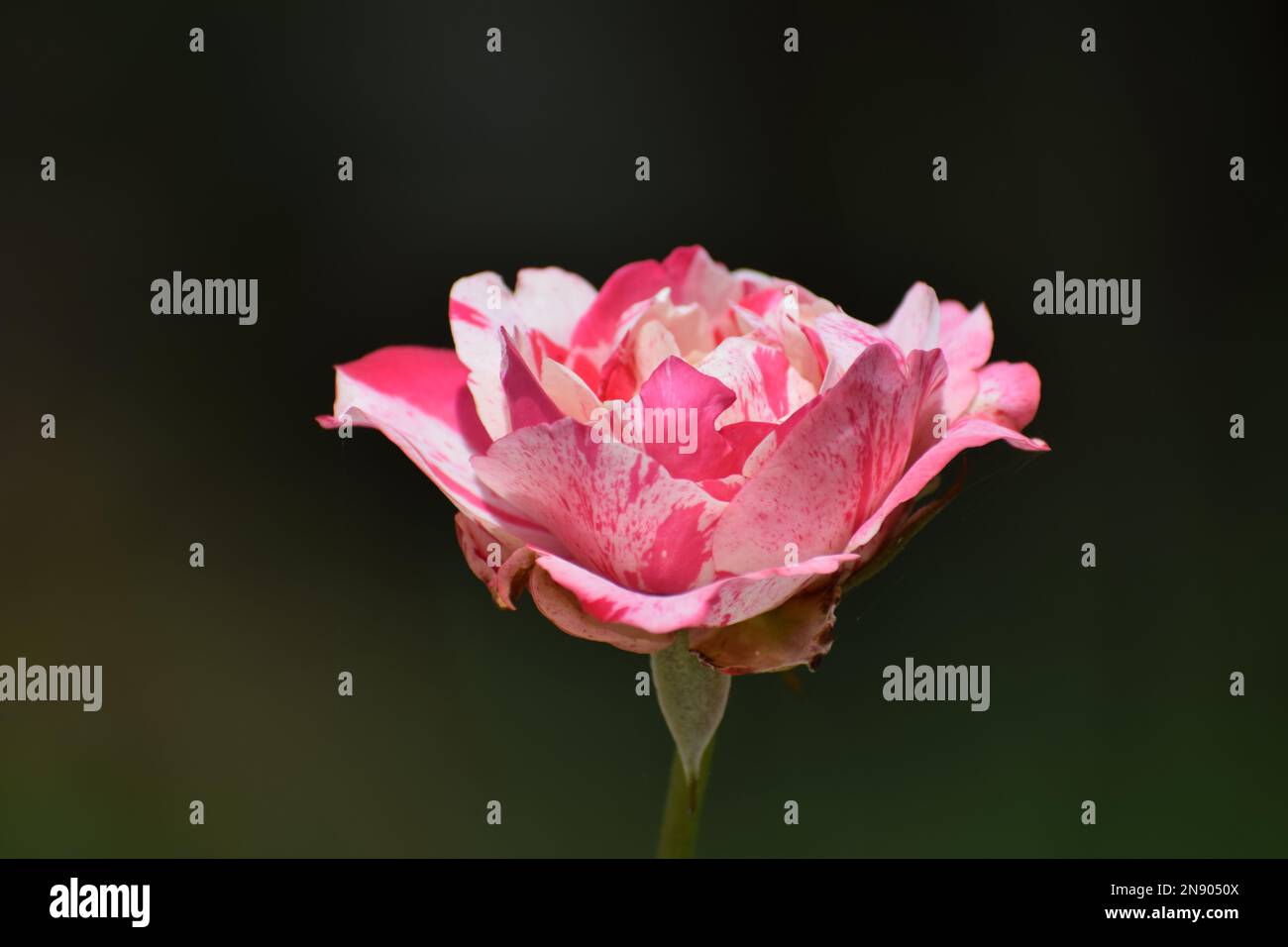 Rosa rosa ibrida bianca rosa Foto Stock