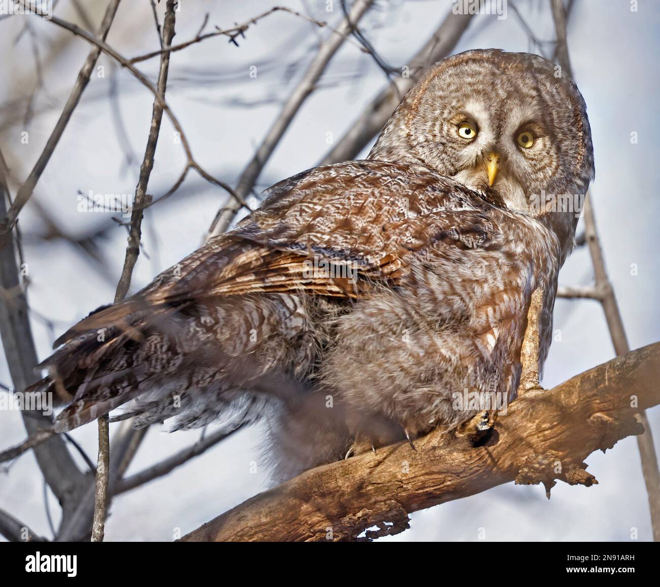 Great Gray Owl seduto su un ramo di albero nella foresta, Quebec, Canada Foto Stock