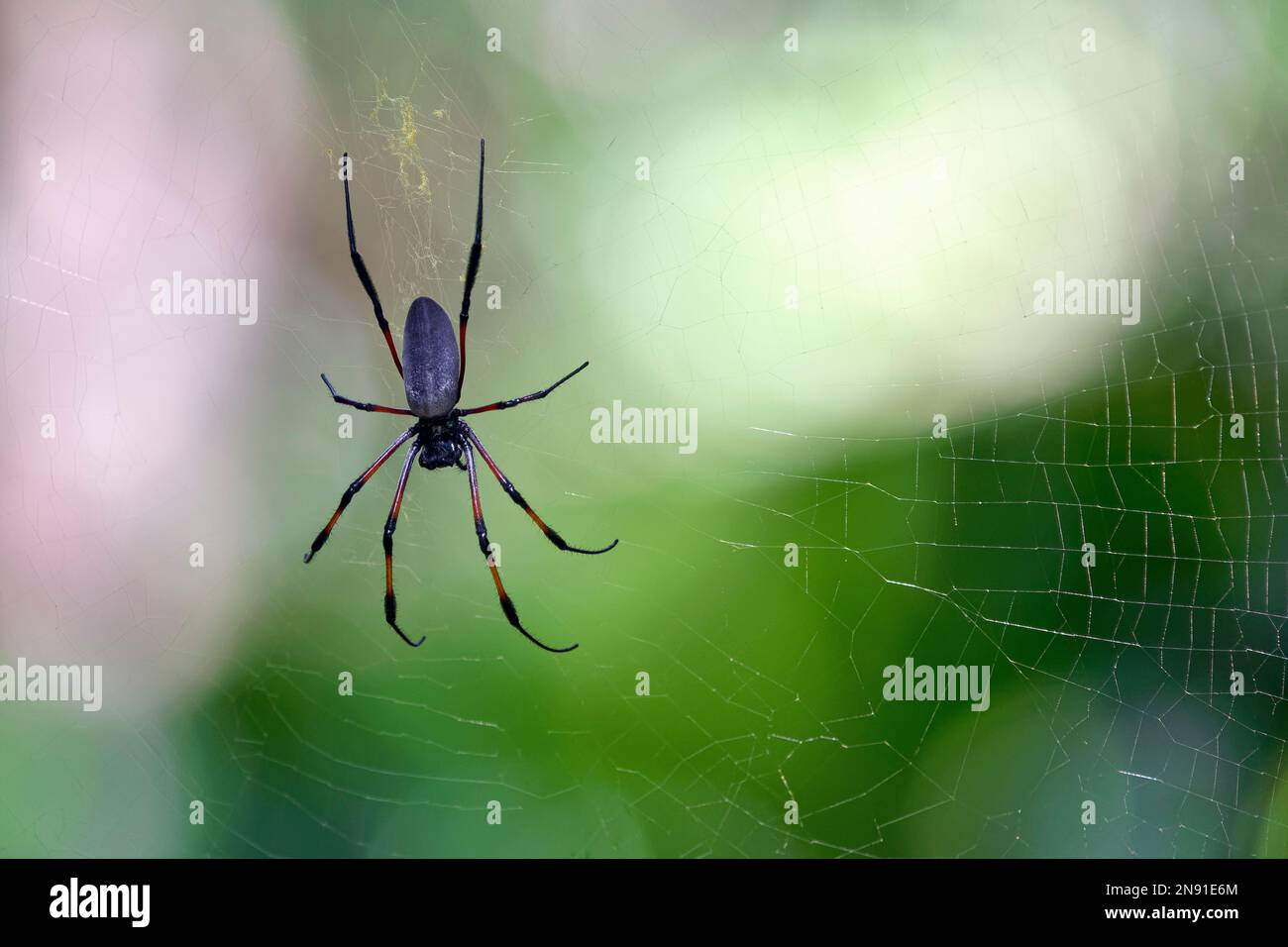 Ragno orb-web dorato a zampe rosse - Nephila inaurata Foto Stock