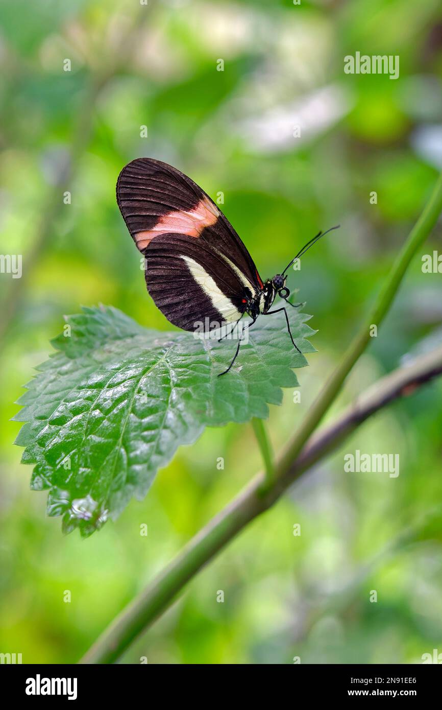 Farfalla da postino - Heliconius melpomene Foto Stock