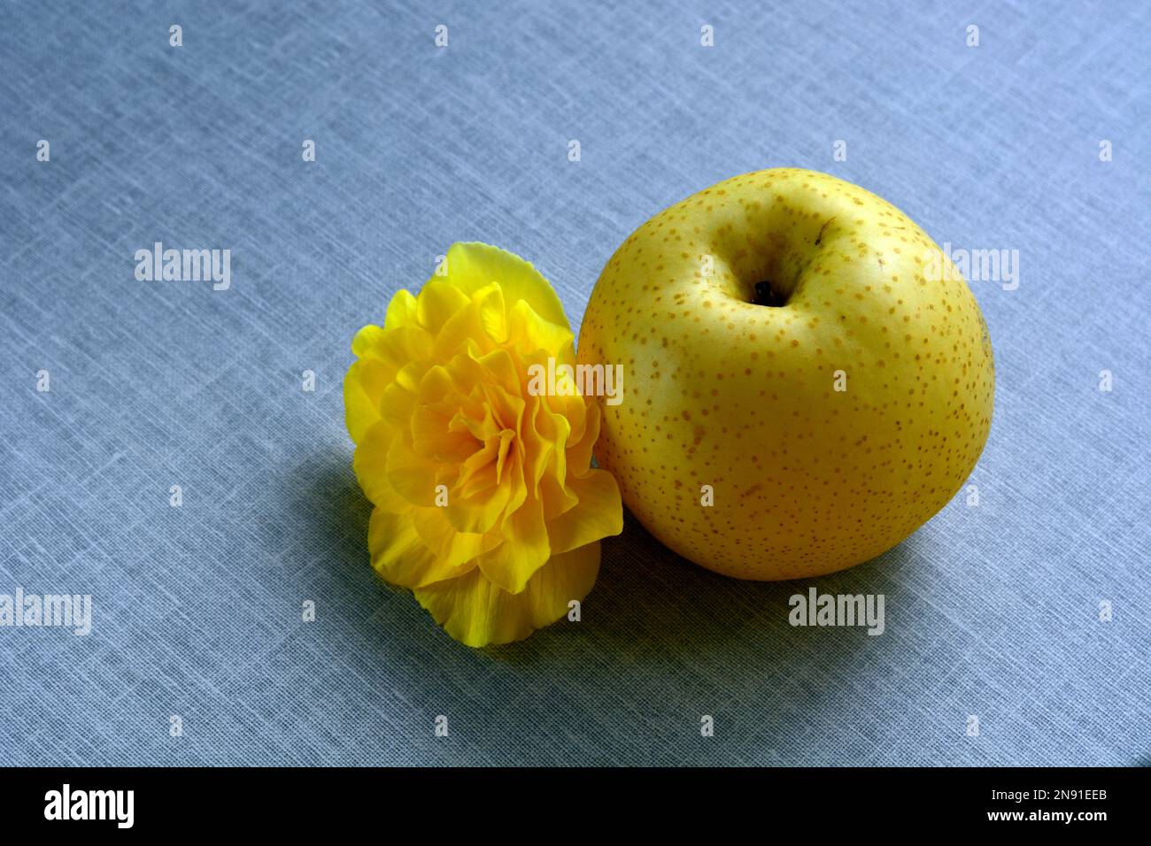 Foto ravvicinata di un Nashi Pear, noto anche come Asian Pear. Pyrus pirifolia è una specie di pero originaria dell'Asia orientale. Foto Stock