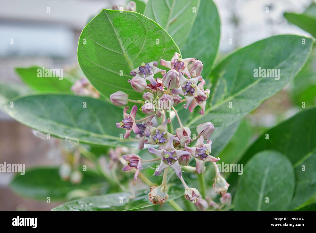 Toxic milkweed plant immagini e fotografie stock ad alta
