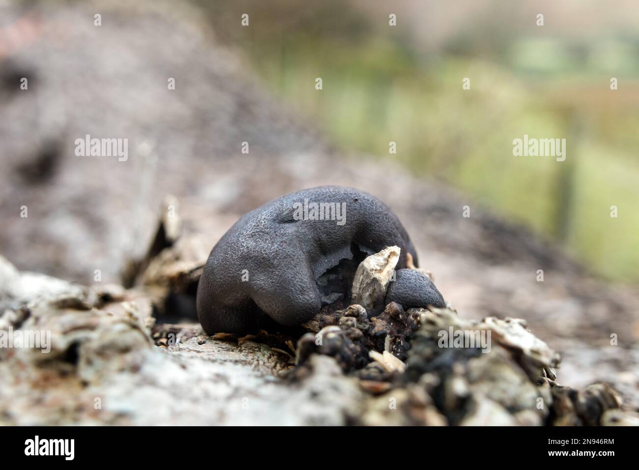 I Cakes Mushrooms di King Alfred, noti anche come Cramp Balls (Daldinia concentrica), che crescono su un vecchio albero di frassino, Lake District, Cumbria, Regno Unito Foto Stock